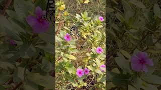 Titli rani🦋🦋subscribe💕viralvideo💕beautiful😍butterfly🦋🦋 [upl. by Siderf784]