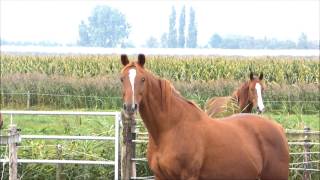 Oudere en geblesseerde paarden op de Lindehoeve [upl. by Yrallih]