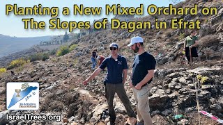 Planting on the Slopes of Dagan in Efrat [upl. by Argyle]