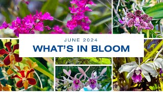 What’s In Bloom—June 2024 [upl. by Stew]