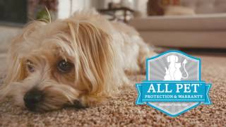 SmartStrand Forever Clean Now Features All Pet Protection and Warranty [upl. by Ahsiuqel]