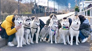 【日光】7頭のハスキー犬とお泊まり会したら騒がしくて最高だった・・・笑 【シベリアンハスキー】 [upl. by Wiatt789]