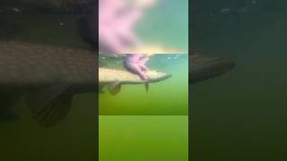 Northern Pike Catch And Cook catchandcook northernpike [upl. by Llerdna666]