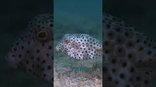 White boxfish looks at diver at Secret Bay Puerto Galera shorts diving underwater [upl. by Lucho628]