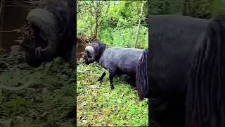 quotViral Moment Quessant Sheep Breaks a Tree in Secondsquot [upl. by Shear]