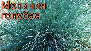 Молиния голубая molinia caerulea 🌿 голубая молиния обзор как сажать рассада молинии [upl. by Dunson406]