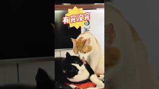 橘猫黑猫打起来catstwocatskittenorangetabbylove [upl. by Beitris438]