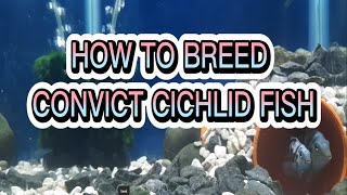 CONVICT CICHLID FISH 100 BREEDING SUCCESSFUL  Fish breeding Tutorial 8 [upl. by Lira]