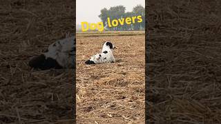 Dog lovers ❤ youtubeshorts doglover short [upl. by Ymorej]