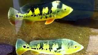 Cichla monoculus quotTarapotoquot wild Peru [upl. by Yrtnej]