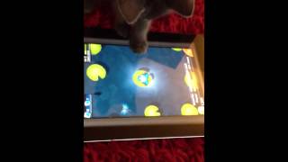 Kitten playing pocket frogs iPad [upl. by Finah]