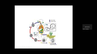 Repaso Final U1  U2 No protozoarios  Catedra Parasitología EJMV UCV [upl. by Anitneuq]