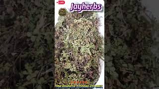 Hansraj  Pershosha  Adiantum Capillus Veneris  पर्शोशा  एडियंटम कैपिलस वेनेरिस jayherbs [upl. by Nebra15]