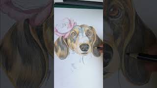 Bezig een Teckel te Tekenen drawing art artist illustration animation hondendogsteckel [upl. by Nossila]