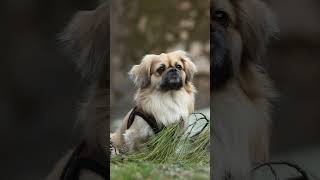 🐶Unveiling the Regal Grace of the Pekingese The Nobility and Charm Dog Dogs Dogfacts Pekingese [upl. by Cryan795]