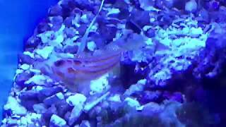 Goby and blind shrimp symbiotic relationship [upl. by Gerry]