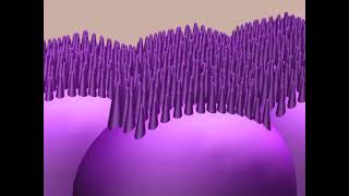 Microvilosidades e vilosidades da parede intestinal [upl. by Alokin]