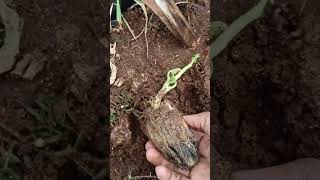 My terrace garden 🏡 chow chow seema vankaya planting [upl. by Ylac268]