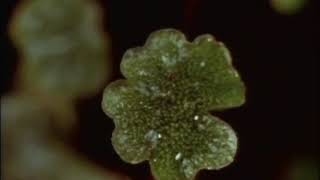 Liverwort Marchantia reproduction [upl. by Nylarat]