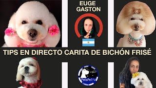 Cómo cortar el pelo a un perroTIPS CARITAS BONITAS para BICHÓN FRISÉ con EUGE GASTÓN [upl. by Karoly]