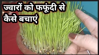 ज्वारों को फंगसफफूंदी से कैसे बचाए हरे भरे जवारे कैसे करें how to save jware from fungus jware [upl. by Luckin]