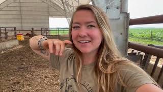 CowCalf barn update bulls amp more  Day in the life of a 26 year old farmer  farm vlog [upl. by Gautier387]