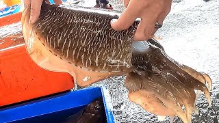 Nanfangao Seafood Market amp Fish CuttingBonitoCuttlefishPufferfish [upl. by Eiramyma]