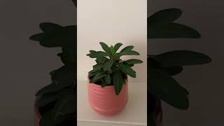 Crown of thorns plants and snake plants plants houseplants snakeplants [upl. by Aiden]