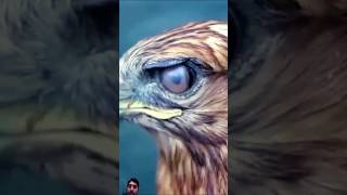 Why do we cover knwledge eagles birds 🔥 [upl. by Adamsen162]