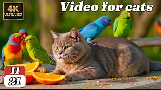 Best Cat TV for Cats  Nonstop Birds and Squirrels  Relaxing Nature Sounds for Indoor Cats [upl. by Juliano]