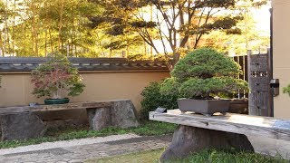 Omiya Bonsai Art Museum [upl. by Gnav262]