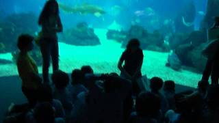 Visita completa do Oceanario de Lisboa [upl. by Sama861]