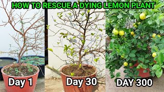 मरते हुए नींबू के पौधे को कैसे बचाएं  How To Revive any dying plant in 4 easy steps With Updates [upl. by Christiano794]