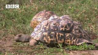 Tortoise Vs TortoiseCam [upl. by Ratna]