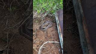 finding a massive corn snake [upl. by Dey]