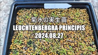 菊水の実生苗 Leuchtenbergra principis 2024 08 27 [upl. by Lyndsay]