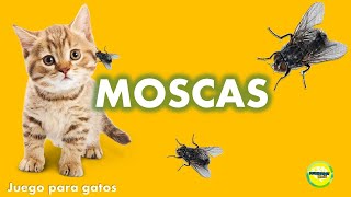 Videos para Gatos  Moscas [upl. by Fenny]