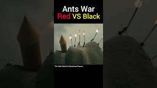 The War Between Red Ants Vs Black Ants  Part 3  Funny Video shorts ytshorts paaallam ants [upl. by Marcile15]