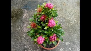 Mini Ixora সারা বছর ধরেই ফুল পাবো । [upl. by Negyam416]