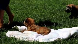 Soft Coated Wheaten Terrier Puppies for Sale [upl. by Fishman]