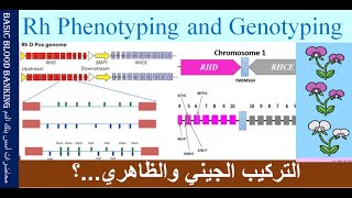 Lecture 71 Rh phenotyping and Genotyping [upl. by Annwahs360]