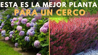 Mejores Cercos Vivos e Ideas para tu Jardín Diseños Únicos Nunca Vistos [upl. by Anaujik738]