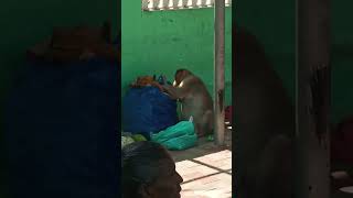 korangu paiyan🐒 atrocitiesLangar kitchen🛖 like❤ share📲 and subscribe our channel ❤ [upl. by Gilboa734]