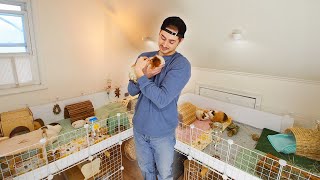 The NEW Guinea Pig Room 😍  Piggy Updates [upl. by Leahkim]