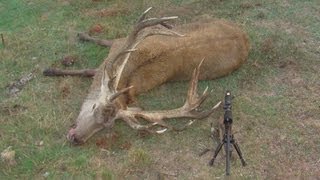 Hunting trophy Red stag with 7mm Rem Mag in the roar in New Zealand part 4 [upl. by Ayouqes521]