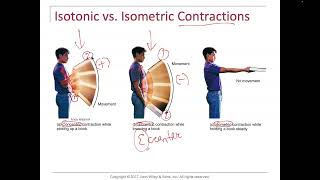 Concentric eccentric isometric origin insertion agonist antagonist synergist [upl. by Eniluap]