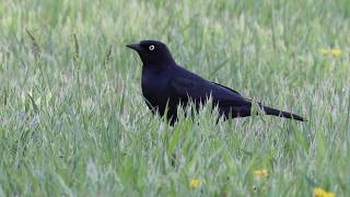 Brewers Blackbird Walking In The Grass [upl. by Wilen]