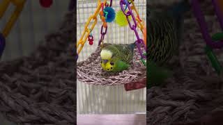 Budgie Bird  Boba the Budgie  Talking Parakeet animalshorts [upl. by Airotna]