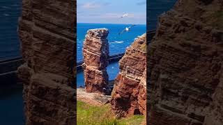 Lummenfelsen der Insel Helgoland Vogelfelsen [upl. by Alys]