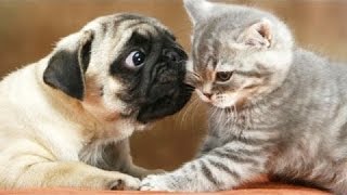 Funny Pugs Vs Cats [upl. by Thomasine]